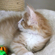 Boromir, 7 weeks