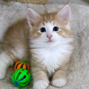Boromir, 7 weeks