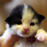 Bouba L'Ourson, 2 weeks