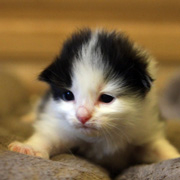 Bouba L'Ourson, 2 weeks
