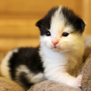 Bouba L'Ourson, 2 weeks