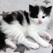 Bouba L'Ourson, 4 weeks