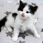 Bouba L'Ourson, 4 weeks