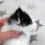Bouba L'Ourson, 4 weeks