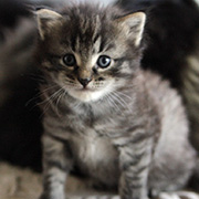 César - 4,5 weeks