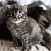 César - 4,5 weeks