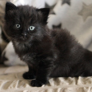 Chico Vampiro - 4,5 weeks