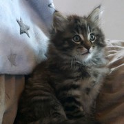 César - 8 weeks