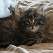 César - 8 weeks