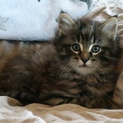 César - 8 weeks