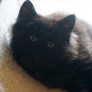 Chico Vampiro - 8 weeks