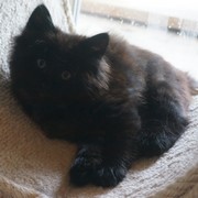Chico Vampiro - 8 weeks