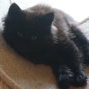 Chico Vampiro - 8 weeks