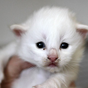 Cervin, 2 weeks