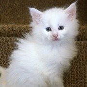Canigou, 6 weeks