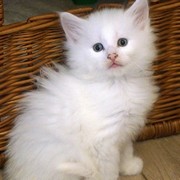 Canigou, 6 weeks
