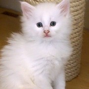 Canigou, 6 weeks