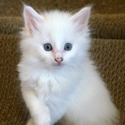 Carmel, 6 weeks