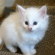 Carmel, 6 weeks