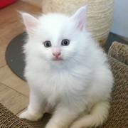 Cervin, 6 weeks