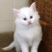 Cervin, 6 weeks
