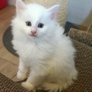 Cervin, 6 weeks