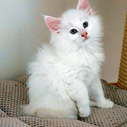 Canigou, 8 weeks