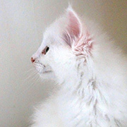 Canigou, 8 weeks