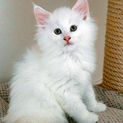 Canigou, 8 weeks