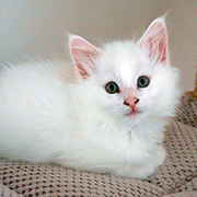 Carmel, 8 weeks