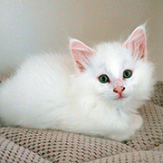 Carmel, 8 weeks