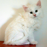 Cervin, 8 weeks