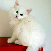 Cervin, 8 weeks