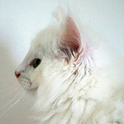 Cervin, 8 weeks