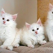The litter, 8 weeks