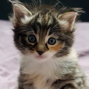 Camelia, 4 weeks