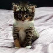 Camelia, 4 weeks