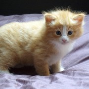 Camillo, 4 weeks