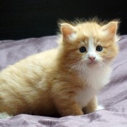 Camillo, 4 weeks