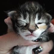 Camelia, 5 days