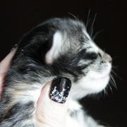 Camelia, 5 days