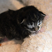 Camelia, 5 days