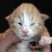 Camillo, 5 days