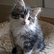 Cesarion, 12 semaines