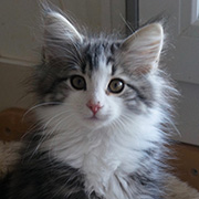 Cesarion, 12 semaines