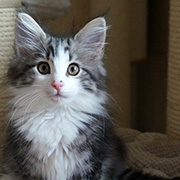 Cesarion, 12 semaines