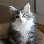 Cesarion, 12 semaines