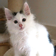 Charlemagne, 12 semaines