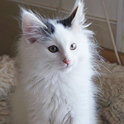 Charlemagne, 12 semaines