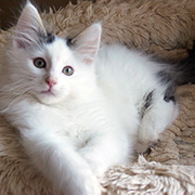 Charlemagne, 12 semaines